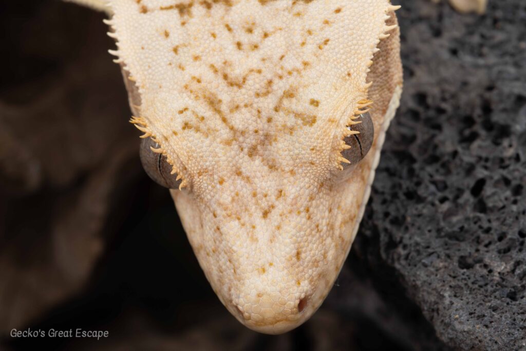 Crested Gecko normal morph