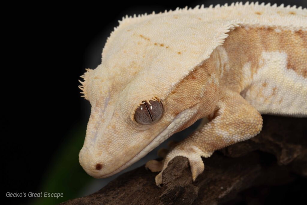 Macro shot of a Pure White Lily Crested Gecko